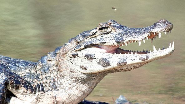 Kouzla přírody: Vodní světy (4/4)