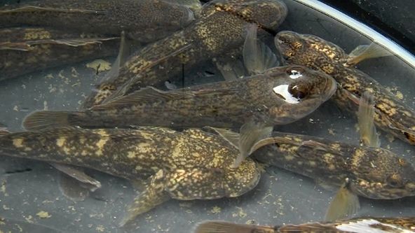 Příběhy zvědavých přírodovědců (9/10)