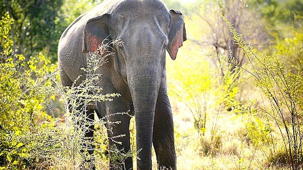 Kamera na cestách: Šrí Lanka, zářivý ostrov