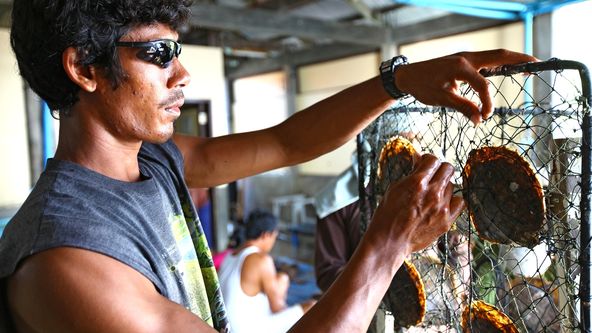 Palawan, království perel