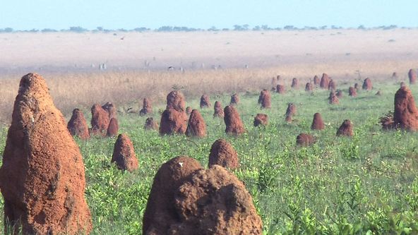 Království divočiny: Pásovec velký