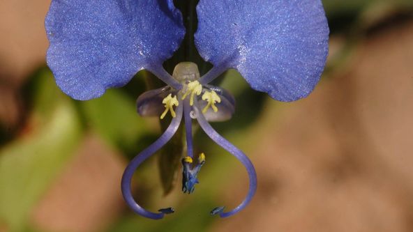 Kouzlo Afriky: Řeka Chobe