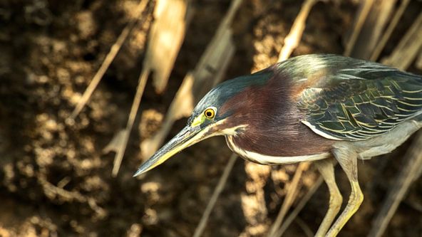 Útěky na Kostariku (2/3)