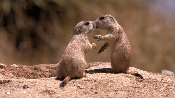 Malí psouni objevují svět