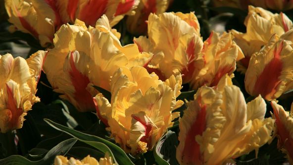 Na cestě po Holandsku