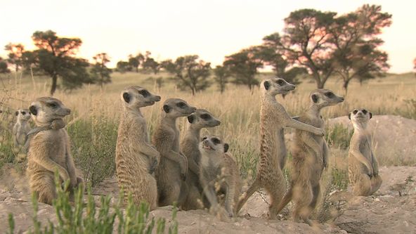 Království divočiny: Surikaty, lovci štírů