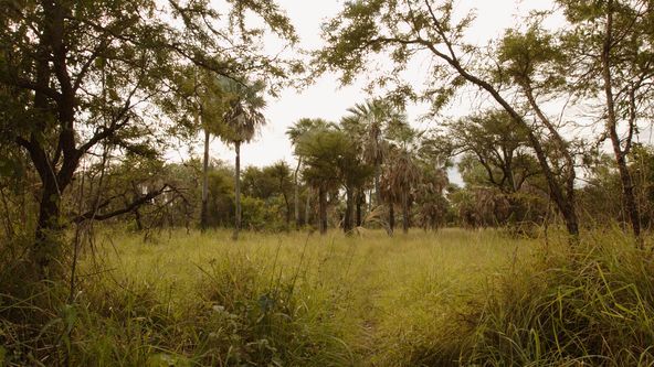 České stopy v rostlinné říši Latinské Ameriky