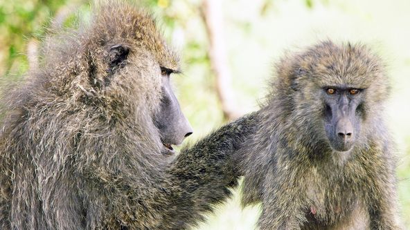 Zázračná planeta: Serengeti (6/6)