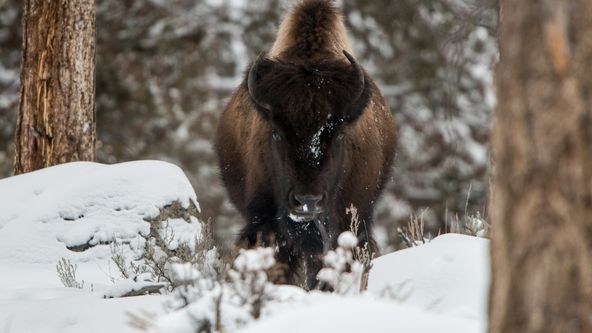 Divoký Yellowstone (1/2)