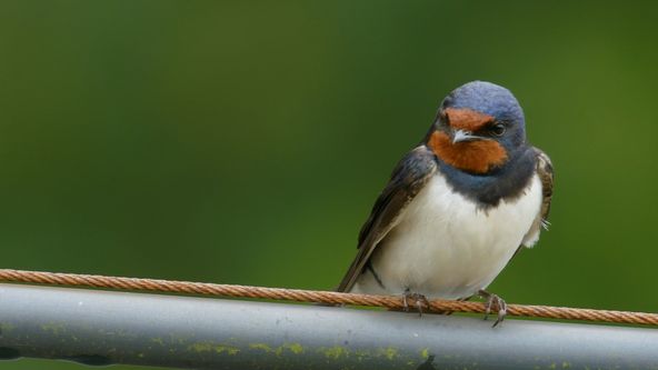 Západní Anglie podle Hugha (9)