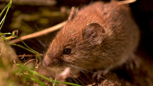 Příběhy zvědavých přírodovědců (7/10)