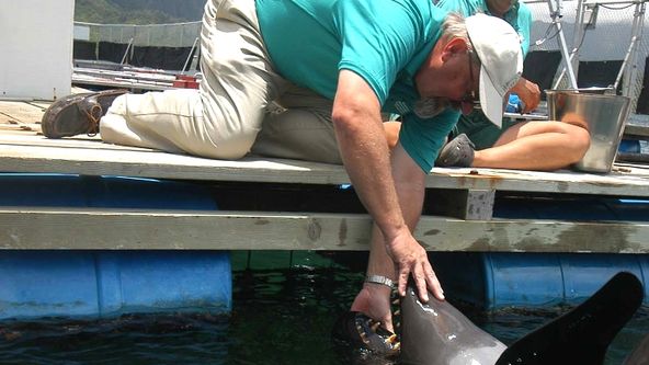 Zvířata v životě člověka: Delfíni