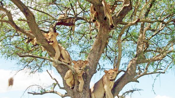 Zázračná planeta: Serengeti (4/6)