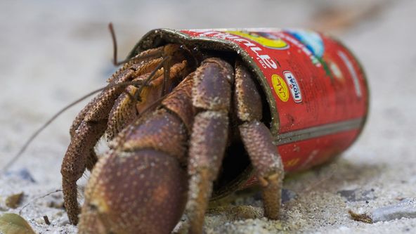 Divoké Thajsko (1/3)