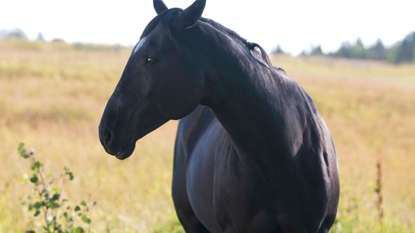 Ranč Heartland V (11)