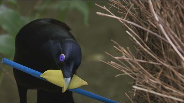 Zázračná planeta: Příběh života (2/6)