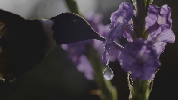 Zázračná planeta: Příběh života (2/6)