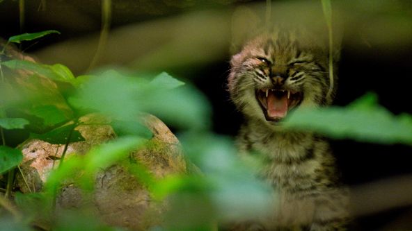 Mississippi: Klenot Ameriky (3)