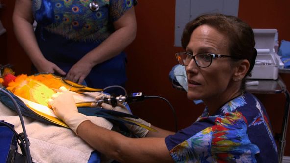 Pohotovost pro exotická zvířata III (4)