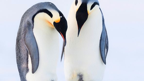 Zázračná planeta: Dynastie (2/5)