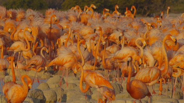 Mangrovy mayského světa