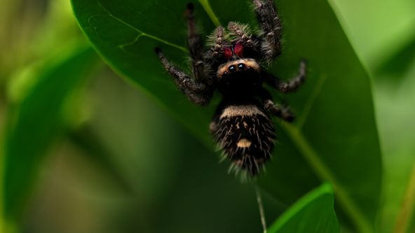 Mimořádné zvířecí smysly (2)