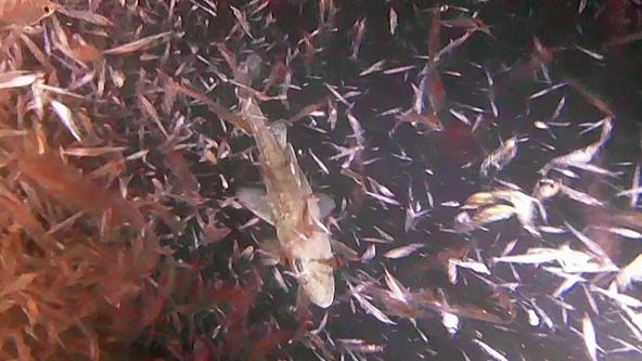 Království divočiny: Kosatka dravá, Japonsko