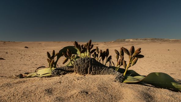 Africká abeceda