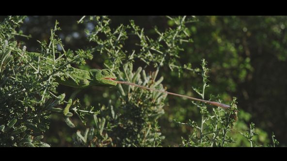 Divoké srdce Španělska