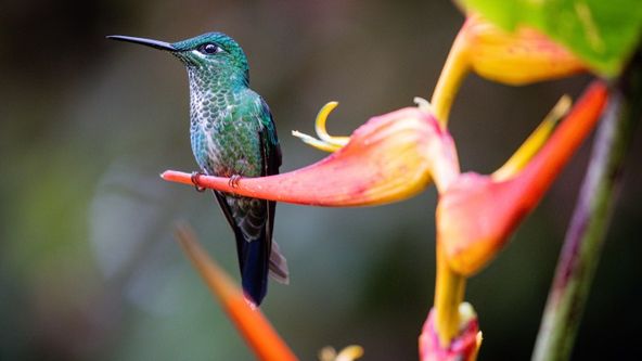 Létající drahokamy