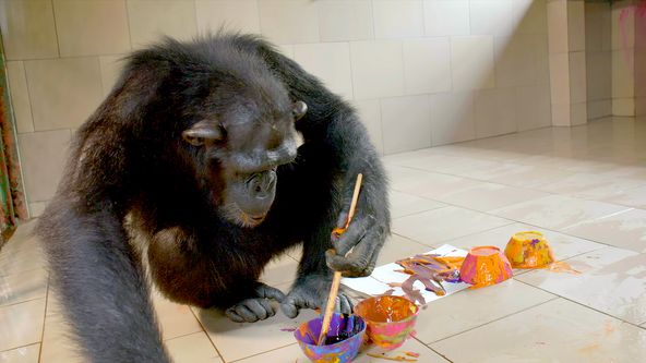 Záchrana šimpanzů v Kongu s Jane Goodall II (5)