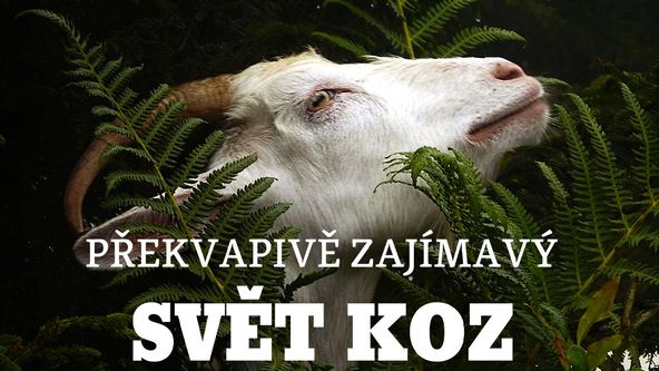Překvapivě zajímavý svět koz