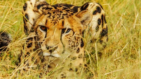 Adaptací k přežití (3)