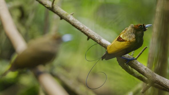 Život v barvě s Davidem Attenboroughem (1)