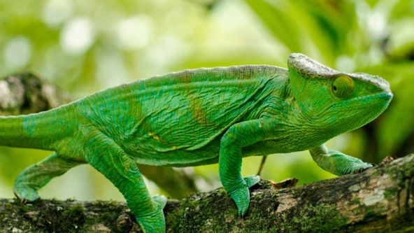 Chameleoni: Králové barev