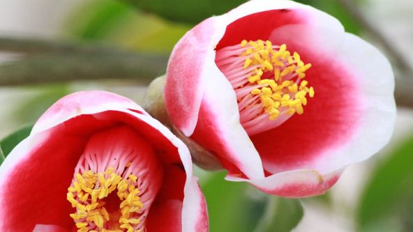 Zahradníkův svět IX (6)