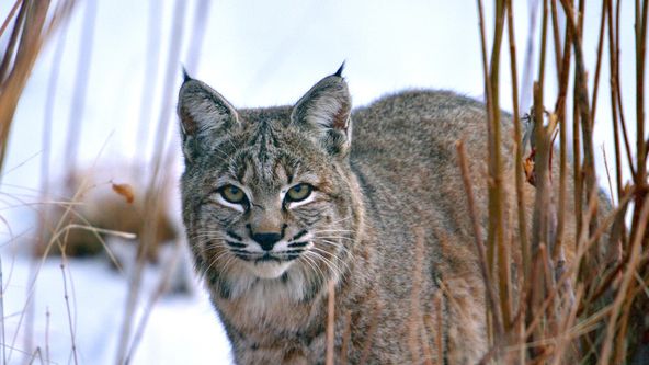 Narozeni ve Skalistých horách (2)