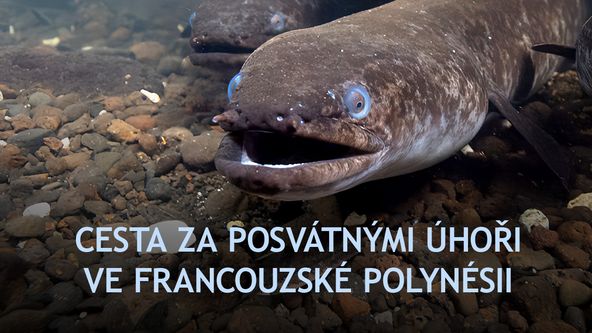 Cesta za posvátnými úhoři ve Francouzské Polynésii, Kamera na cestách
