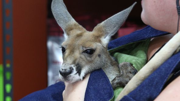 Pohotovost pro exotická zvířata IV (5)