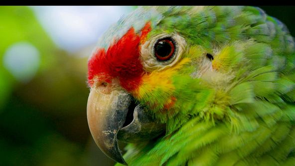 Kostarika - vzedmutí přírody (2/3)