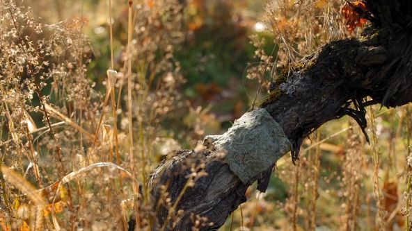 Milovníci vína (8/12)