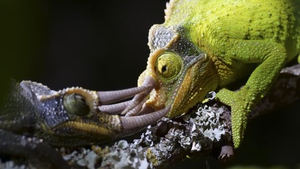 Námluvy ve světě zvířat (3/5)