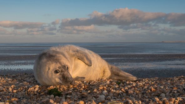 Waddenské moře: Život na hraně