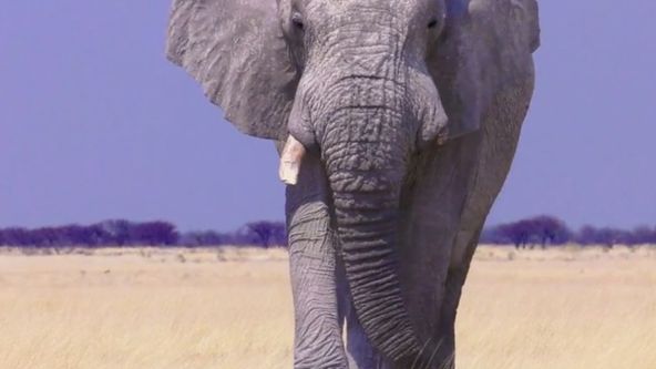Život ve vedrech: Afrika (2)
