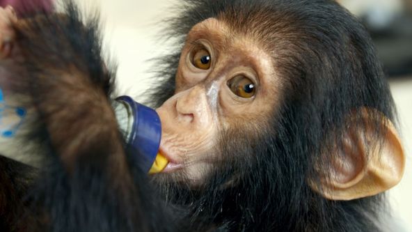 Záchrana šimpanzů v Kongu s Jane Goodall II (6)