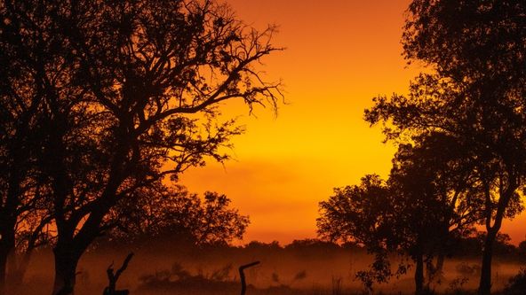 Kolosální zvířata (3)