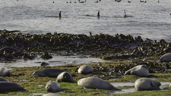 Tajemství kytovců (1)