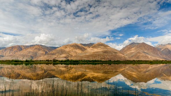 Indické divoké kočky (1)