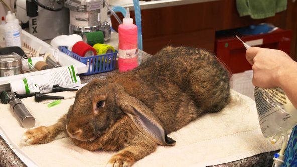 Pohotovost pro exotická zvířata VII (1)