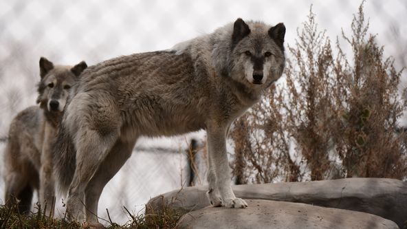 Veterináři z Arktidy (1)